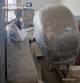 M�quina de recubrimiento de acero inoxidable, 150 kg por hora.